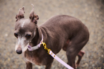 Sunny Stride Leash