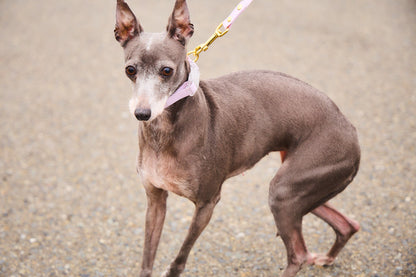 Sunny Stride Leash