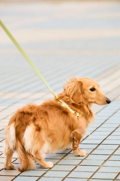 Sunny Stride Leash