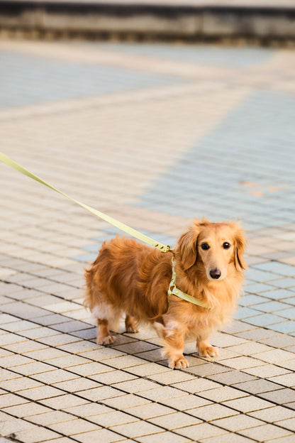 Sunny Stride Leash