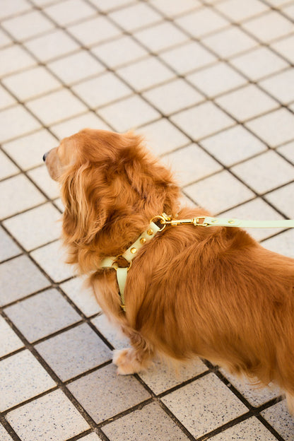 Sunny Stride Leash