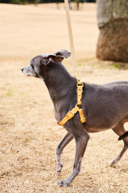 Sunny Stride Leash